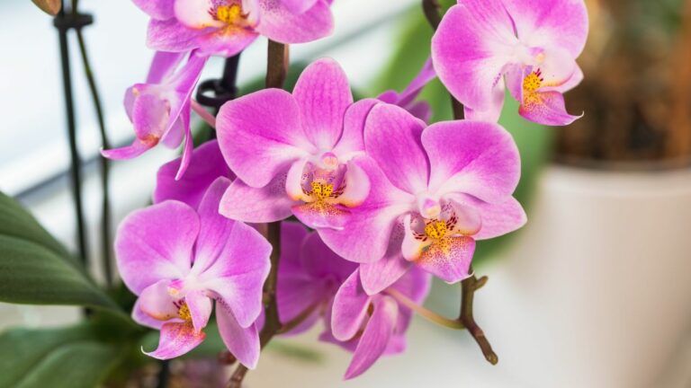 Как заставить орхидею снова цвести за 6 простых шагов