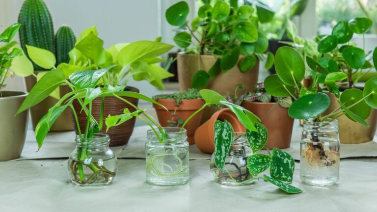 7 комнатных растений, которые можно выращивать без почвы