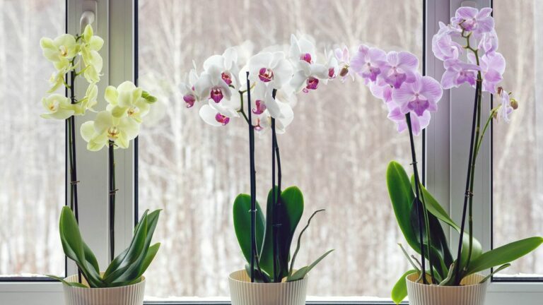 7 лучших комнатных растений для красивого цветения